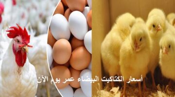 أسعار الكتاكيت| ارتفاع سعر الكتكوت الأبيض اليوم تزامناً مع ارتفاع أسعار الفراخ والأعلاف
