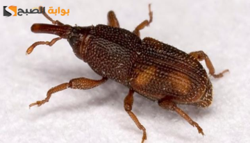 ما الذي يقتل السوس؟ استكشاف الأسباب والحلول للقضاء عليه في المنزل