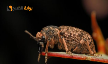 ماذا يكره السوس؟ استكشاف طرق طبيعية للقضاء وأسباب دخوله منزلك