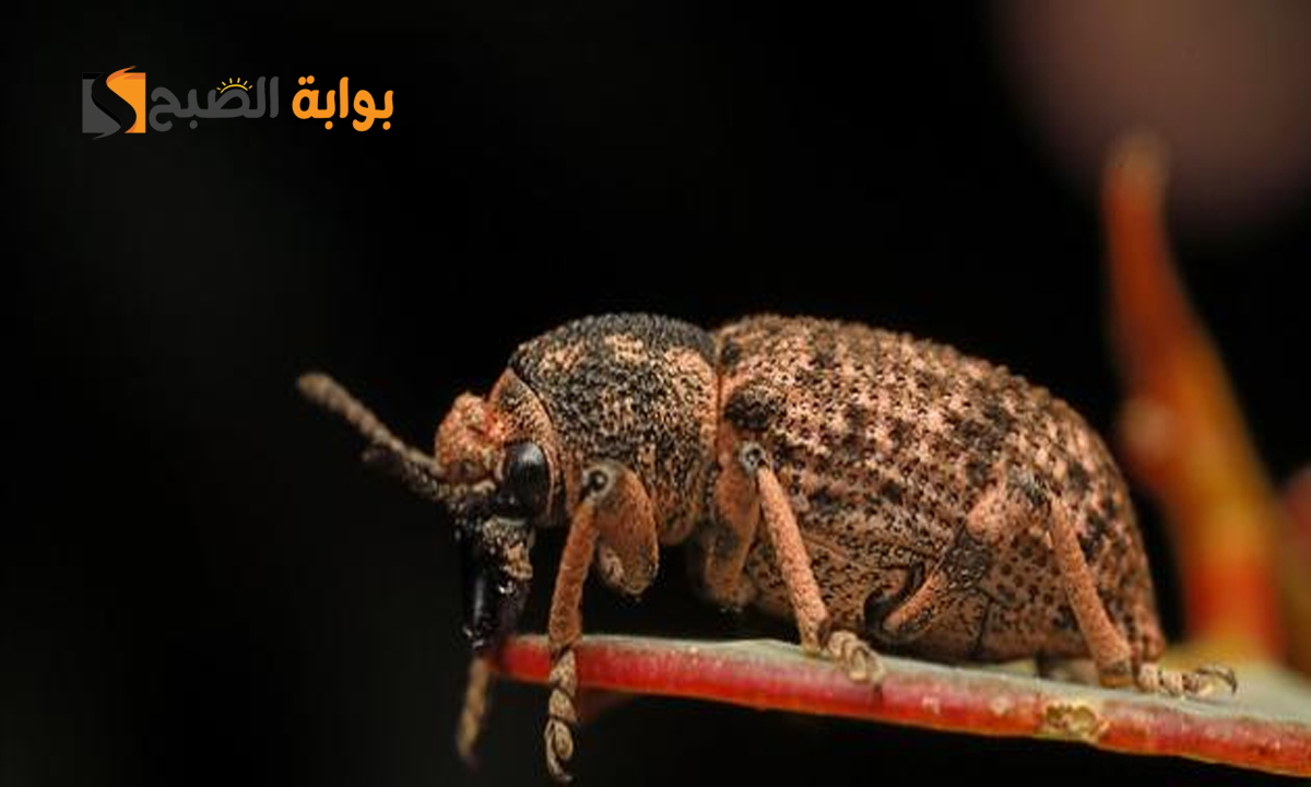 ماذا يكره السوس؟ استكشاف طرق طبيعية للقضاء وأسباب دخوله منزلك 5 ماذا يكره السوس؟ استكشاف طرق طبيعية للقضاء وأسباب دخوله منزلك