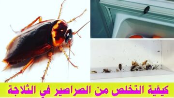 أسهل طريقة تنظيف باب الثلاجة من الصراصير بدون استخدام أي مواد كيميائية ضارة