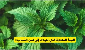 شجرة الجنة بين ايديك.. ” عشبة طبيعية مفعولها اعجازي تعيدك لسن الشباب لو عمرك 50 مش هتستغني عنها
