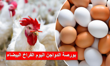 بورصة الدواجن اليوم الفراخ البيضاء والبلدي والكتاكيت والبط الأحد 28/1/2024