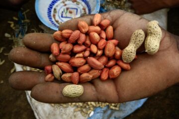 يحميك من الحصوات والسرطان. فوائد محدش يعرفها عن الفول السوداني تجعلك تتناوله يوميا
