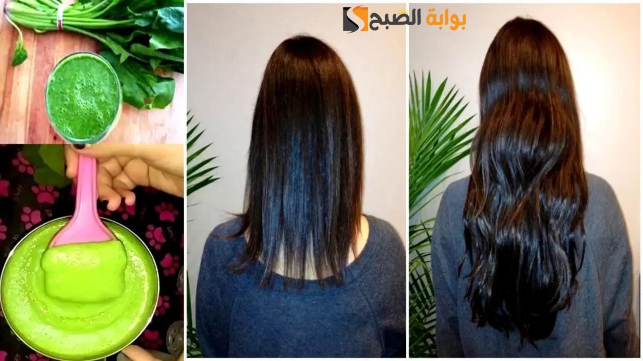شعرك هيطول للركب .. هدية للعرايس وصفة الجرجير مع زيت جوز الهند لتطويل الشعر 10 سم في أقل من شهر " هيفتكروكي هندية" 5 شعرك هيطول للركب .. هدية للعرايس وصفة الجرجير مع زيت جوز الهند لتطويل الشعر 10 سم في أقل من شهر ” هيفتكروكي هندية”