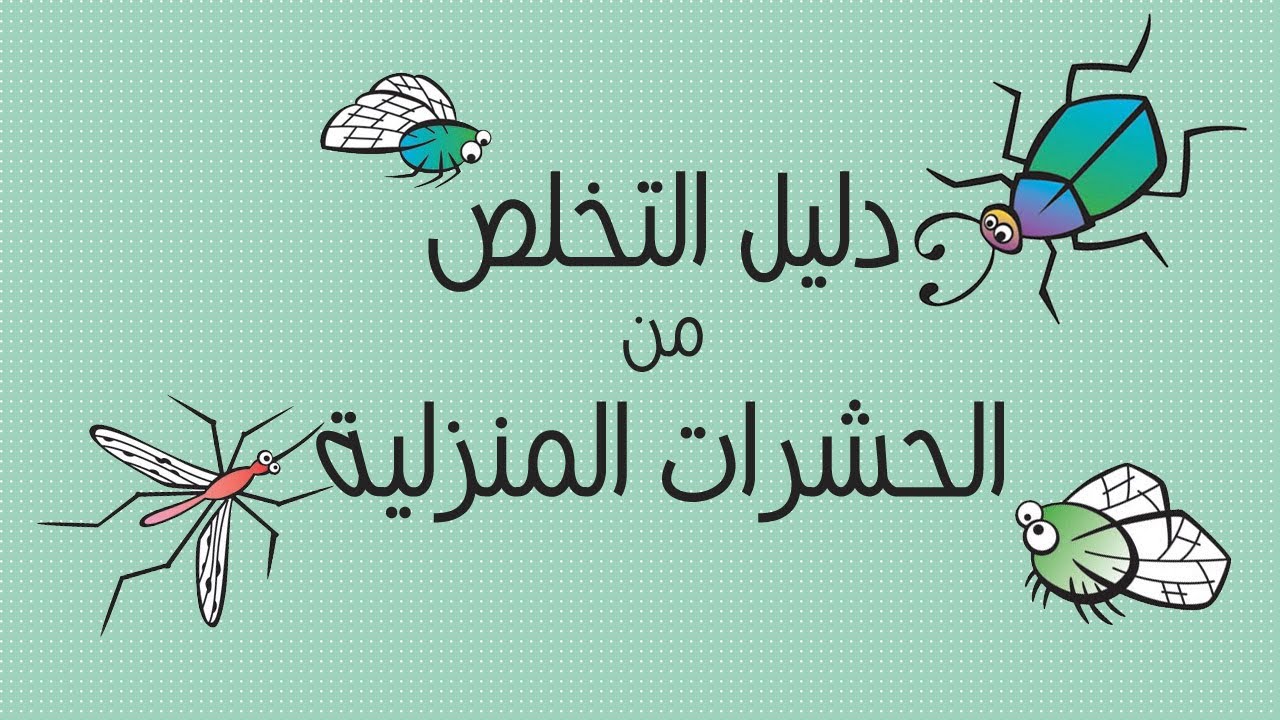 6 نصائح للقضاء على الحشرات المنزلية .. أهمها الحفاظ على النظافة وتهوية المنزل 5 6 نصائح للقضاء على الحشرات المنزلية .. أهمها الحفاظ على النظافة وتهوية المنزل