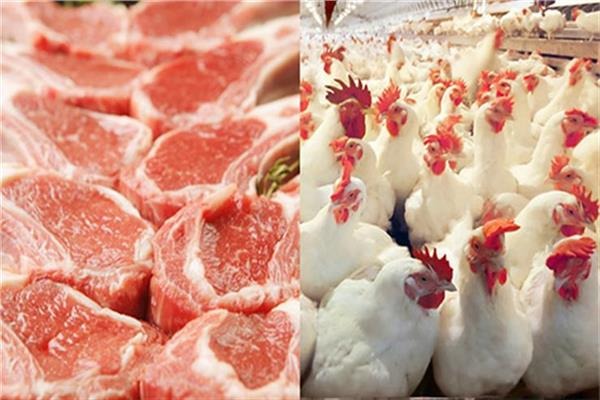 الفراخ بكام النهارده.. مفاجأة غير متوقعة في اسعار الفراخ اليوم الجمعة 26 يناير 2024 5 الفراخ بكام النهارده.. مفاجأة غير متوقعة في اسعار الفراخ اليوم الجمعة 26 يناير 2024