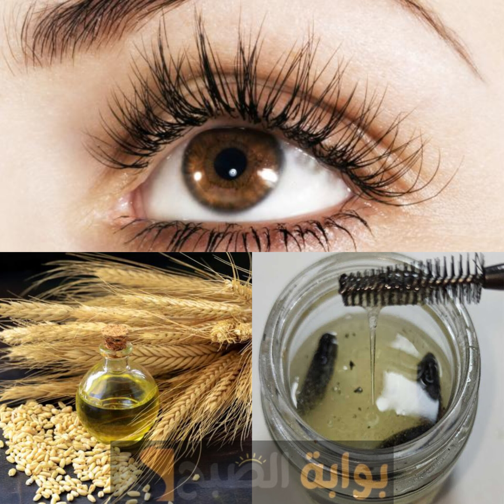نظرة من عنيكي هتجنن اللي حواليكي..زيت جنين القمح لاطالة الرموش طبيعيا خلال 5 أيام