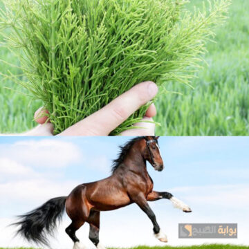 فائدة في هذه العشبة التي لن تتخيل قدرتها الكبيرة على إصلاح مشاكل شعرك