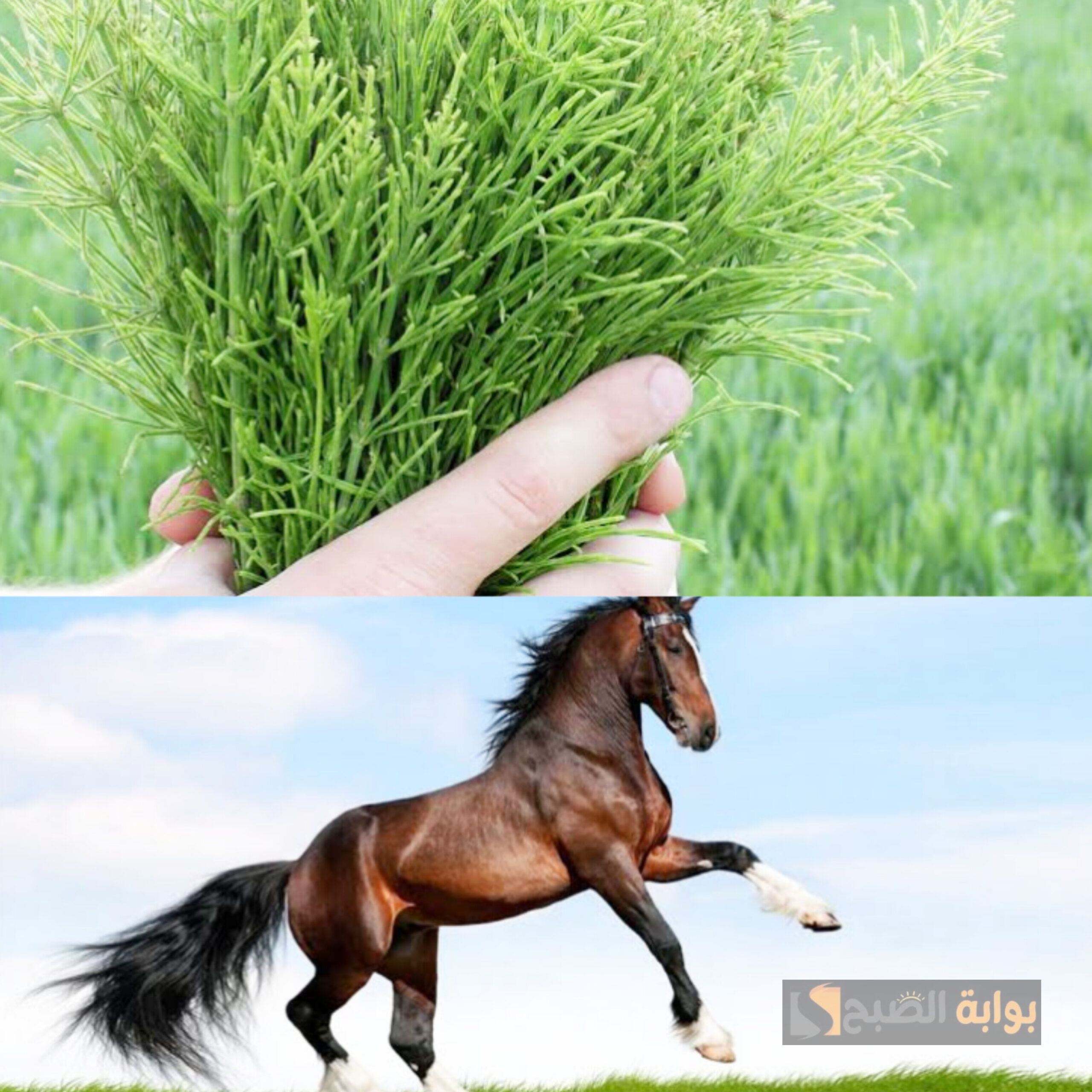 فائدة في هذه العشبة التي لن تتخيل قدرتها الكبيرة على إصلاح مشاكل شعرك 5 فائدة في هذه العشبة التي لن تتخيل قدرتها الكبيرة على إصلاح مشاكل شعرك