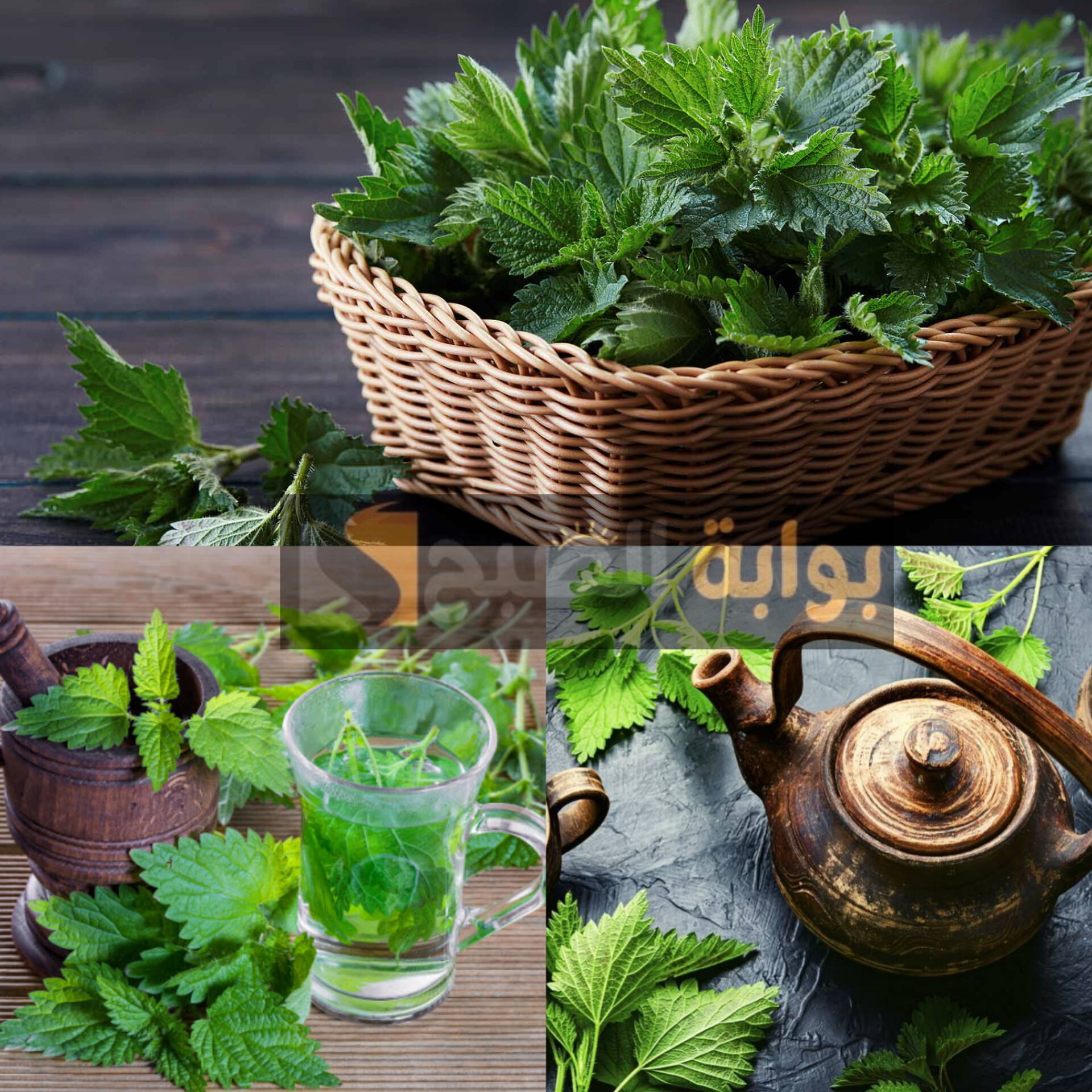 كنز من عند العطارة..عشبة منسية هتخليكي واحدة جديدة اسألي عليها العطار 5 كنز من عند العطارة..عشبة منسية هتخليكي واحدة جديدة اسألي عليها العطار