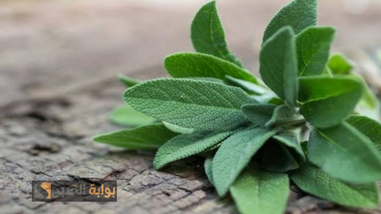هذه العشبة الرائعة ستمدك بفوائد طبيعية اكتشفها بنفسك