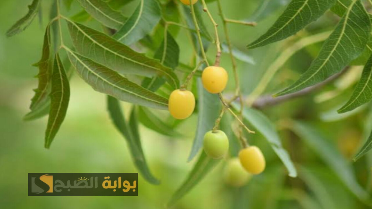 شجرة طبيعية تنمو في البلدان العربية تحتوي على كنز ثمين لن تتخيل قيمته