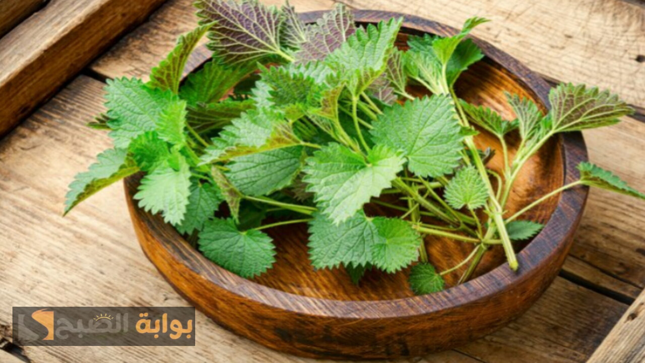 طول عمرنا بنخاف منها ومنعرفش قيمتها.. إذا رأيت هذه العشبة بالقرب من منزلك أحتفظ بها لهذا الأمر 5 طول عمرنا بنخاف منها ومنعرفش قيمتها.. إذا رأيت هذه العشبة بالقرب من منزلك أحتفظ بها لهذا الأمر