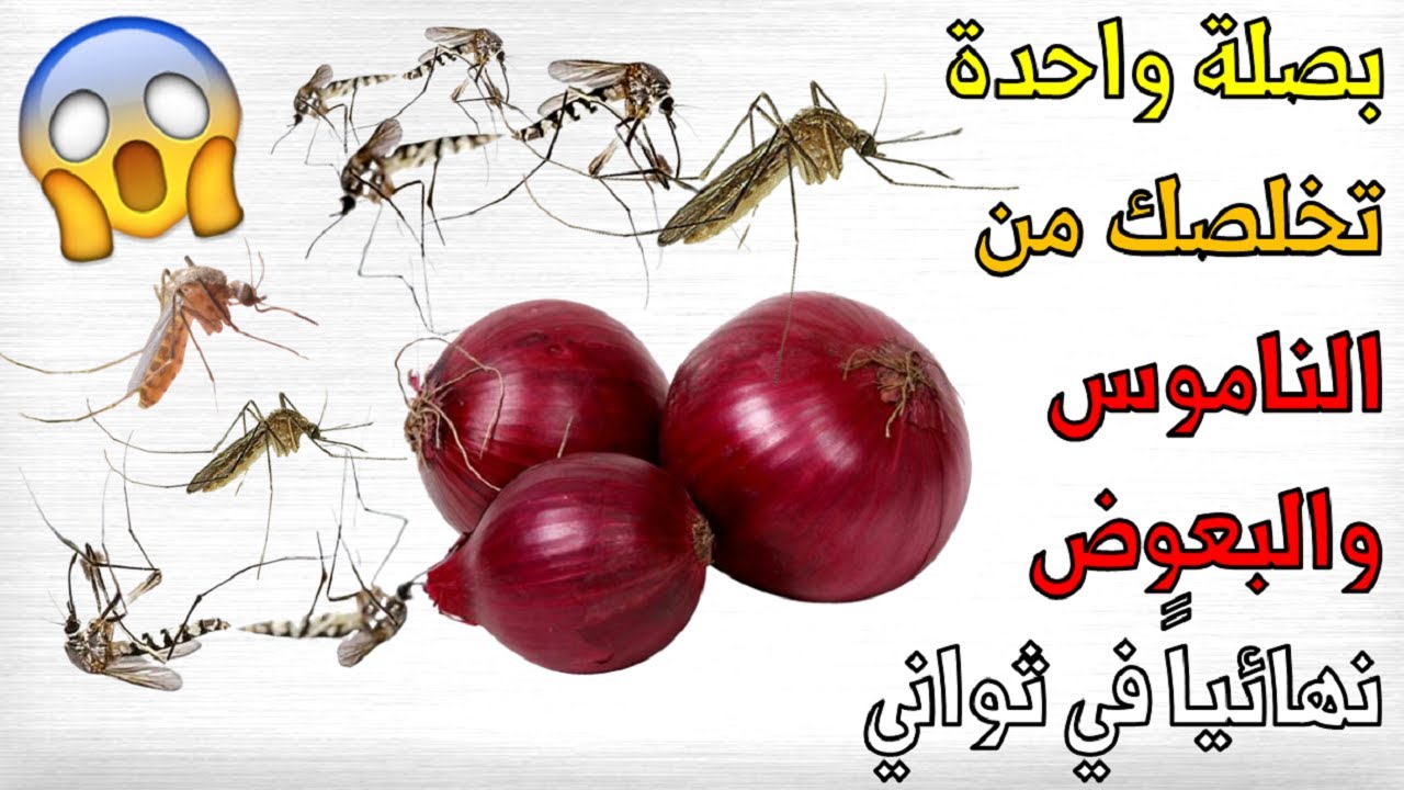 ببصله واحده ومسمار وداعا للصراصير والنمل والناموس وصفه خطيرة وفعالة 5 ببصله واحده ومسمار وداعا للصراصير والنمل والناموس وصفه خطيرة وفعالة