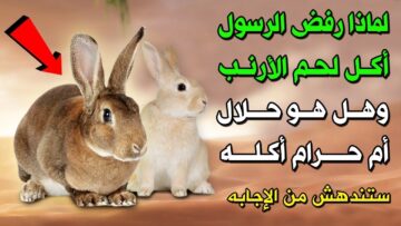 تعرف على سبب رفض النبي صلى الله عليه وسلم أكل لحم الأرنب