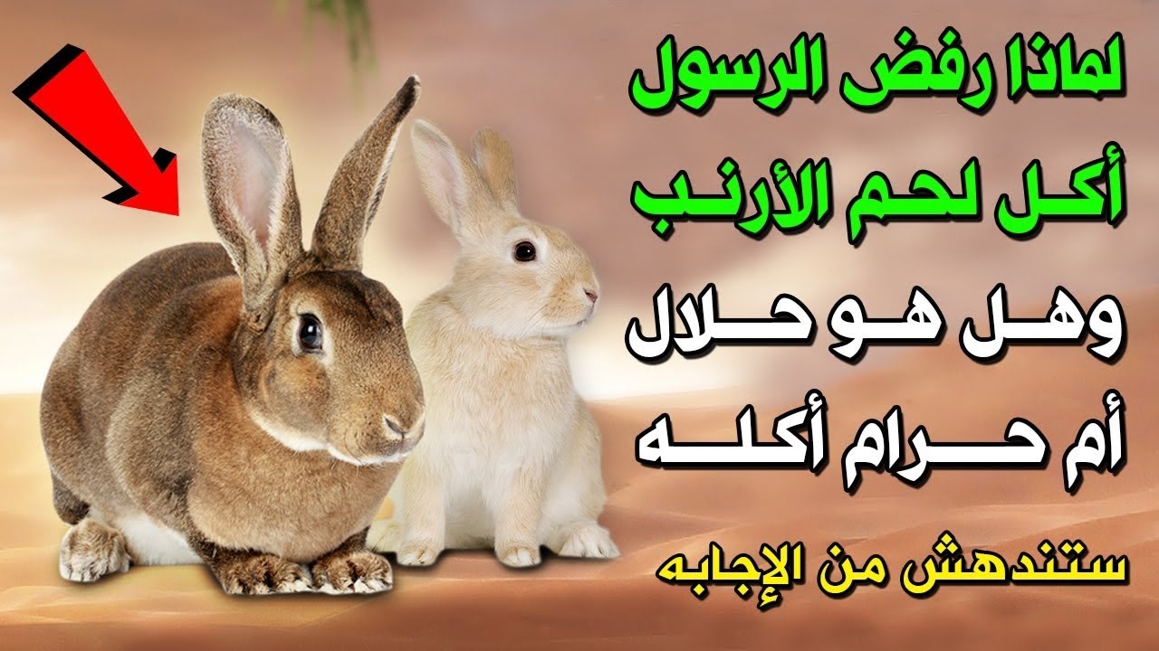 تعرف على سبب رفض النبي صلى الله عليه وسلم أكل لحم الأرنب