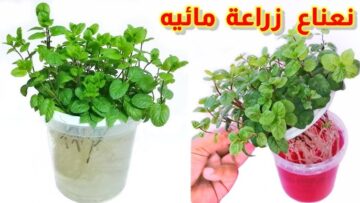 مش هتشريه تاني.. طريقة عبقرية لزراعة النعناع الأخضر من حزمة نعناع في الثلاجة بكل احترافية في 5 دقائق