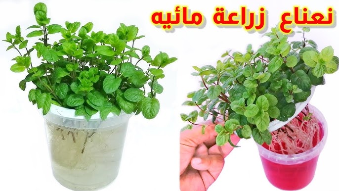 مش هتشريه تاني.. طريقة عبقرية لزراعة النعناع الأخضر من حزمة نعناع في الثلاجة بكل احترافية في 5 دقائق