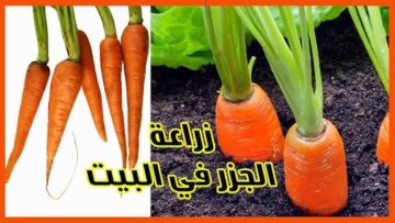 مش هتشتريه من بره تاني … طريقة زراعة الجزر في المنزل بأقل التكاليف وفري فلوسك وازرعيه