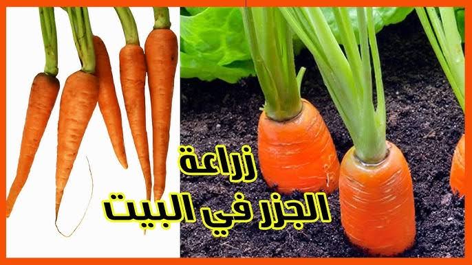 مش هتشتريه من بره تاني … طريقة زراعة الجزر في المنزل بأقل التكاليف وفري فلوسك وازرعيه