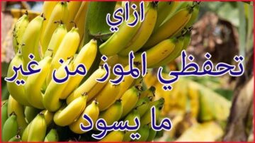 خزنيه لرمضان هيفضل معاكي طازه.. مكون رهيب لتخزين الموز لفترات طويلة بدون ما لونه يتغير ويسودّ منك