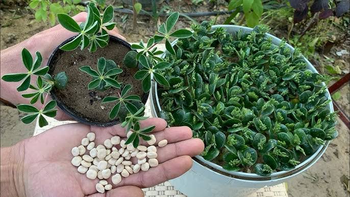 مش هتشتريه من بره تاني.. اعرفي طريقة زراعة الترمس في المنزل حتى الحصاد بخطوات سهلة وبسيطة