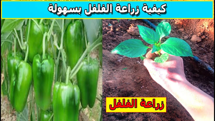 خطوات زراعة الفلفل الأخضر بأنواعه في المنزل.. وفري فلوسك لجوزك!! 5 خطوات زراعة الفلفل الأخضر بأنواعه في المنزل.. وفري فلوسك لجوزك!!