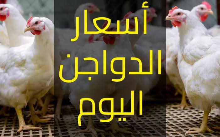 ارتفاع جديد في اسعار الدواجن البيضاء اليوم الثلاثاء 30 يناير 2024 5 ارتفاع جديد في اسعار الدواجن البيضاء اليوم الثلاثاء 30 يناير 2024