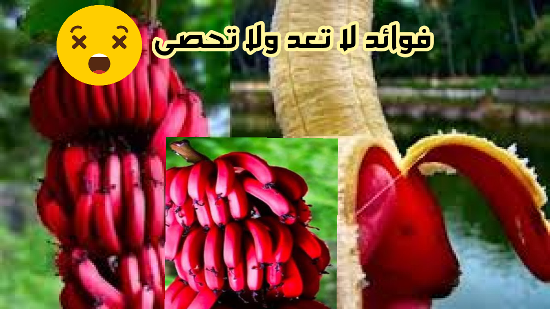 سعره 250 جنيه وفوائده متتعدش.. ما سر غلاء الموز الأحمر وما قيمته الغذائية لجسم الإنسان؟! 5 سعره 250 جنيه وفوائده متتعدش.. ما سر غلاء الموز الأحمر وما قيمته الغذائية لجسم الإنسان؟!