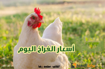 بكام كيلو الفراخ البيضاء النهاردة؟.. انخفاض أسعار الدواجن اليوم الأربعاء 17 ينـاير 2024