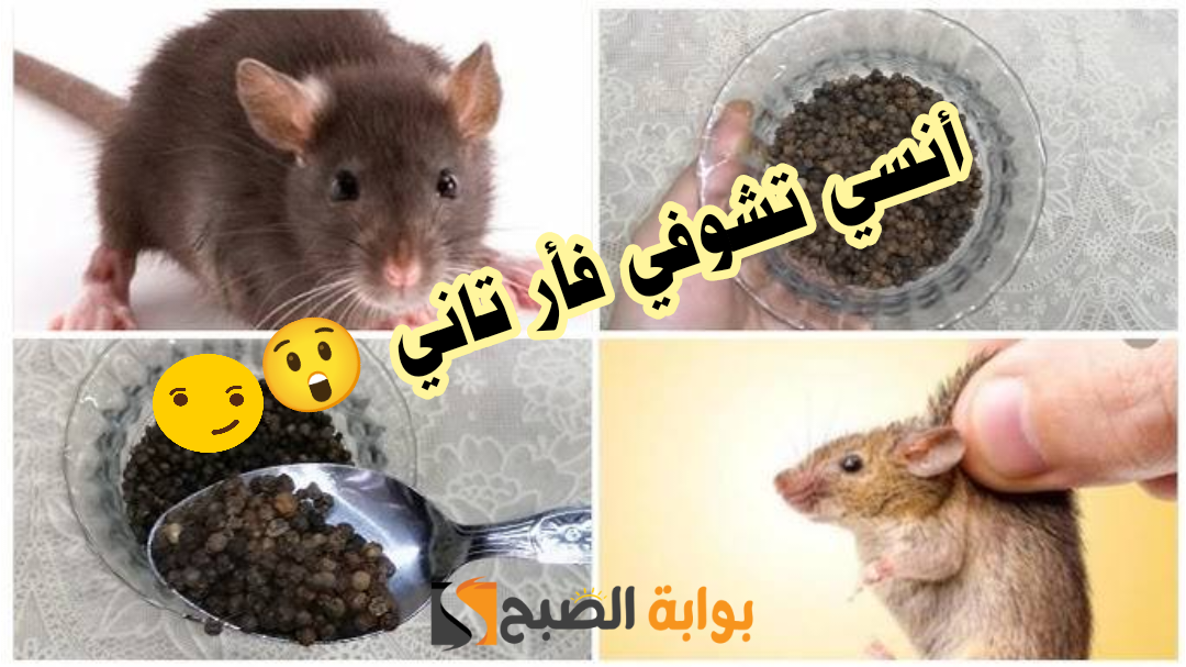 وصفة فعالة للقضاء عليهم.. تخلصي من الفئران الموجودة بالمنزل نهائياً باستخدام الفلفل الأسود!! 5 وصفة فعالة للقضاء عليهم.. تخلصي من الفئران الموجودة بالمنزل نهائياً باستخدام الفلفل الأسود!!