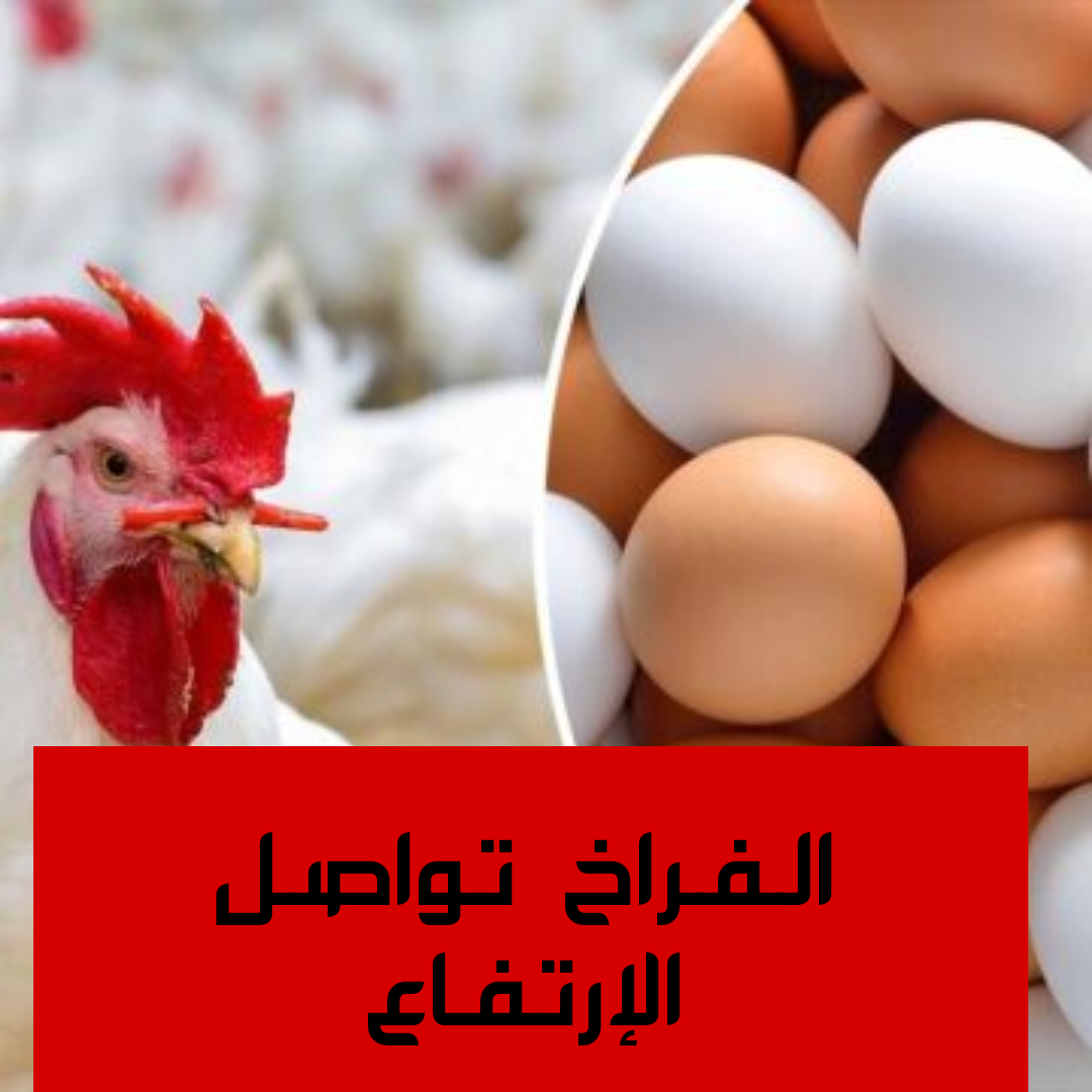 الفراخ بكام النهارده.. مفاجأة غير متوقعة في أسعار الفراخ اليوم الاثنين 29 يناير 2024