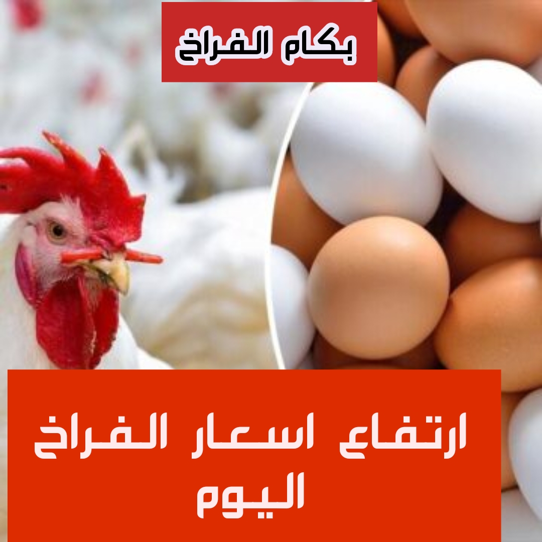 "بكام الفراخ النهارده".. ارتفاع في أسعار الفراخ اليوم الثلاثاء 30 يناير 2024 .. رايحة على فين تاني!! 5 “بكام الفراخ النهارده”.. ارتفاع في أسعار الفراخ اليوم الثلاثاء 30 يناير 2024 .. رايحة على فين تاني!!