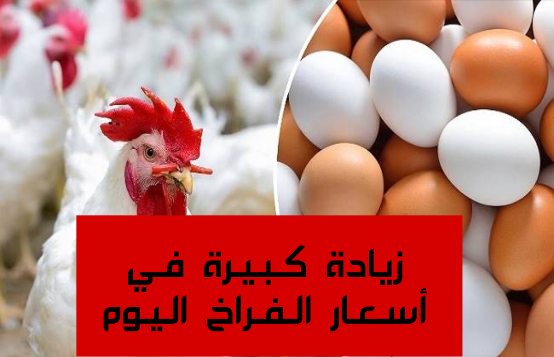 «بكام الفراخ النهاردة».. مفاجأة غير متوقعة في اسعار الفراخ والبيض اليوم الاربعاء 31 يناير 2024 5 «بكام الفراخ النهاردة».. مفاجأة غير متوقعة في اسعار الفراخ والبيض اليوم الاربعاء 31 يناير 2024