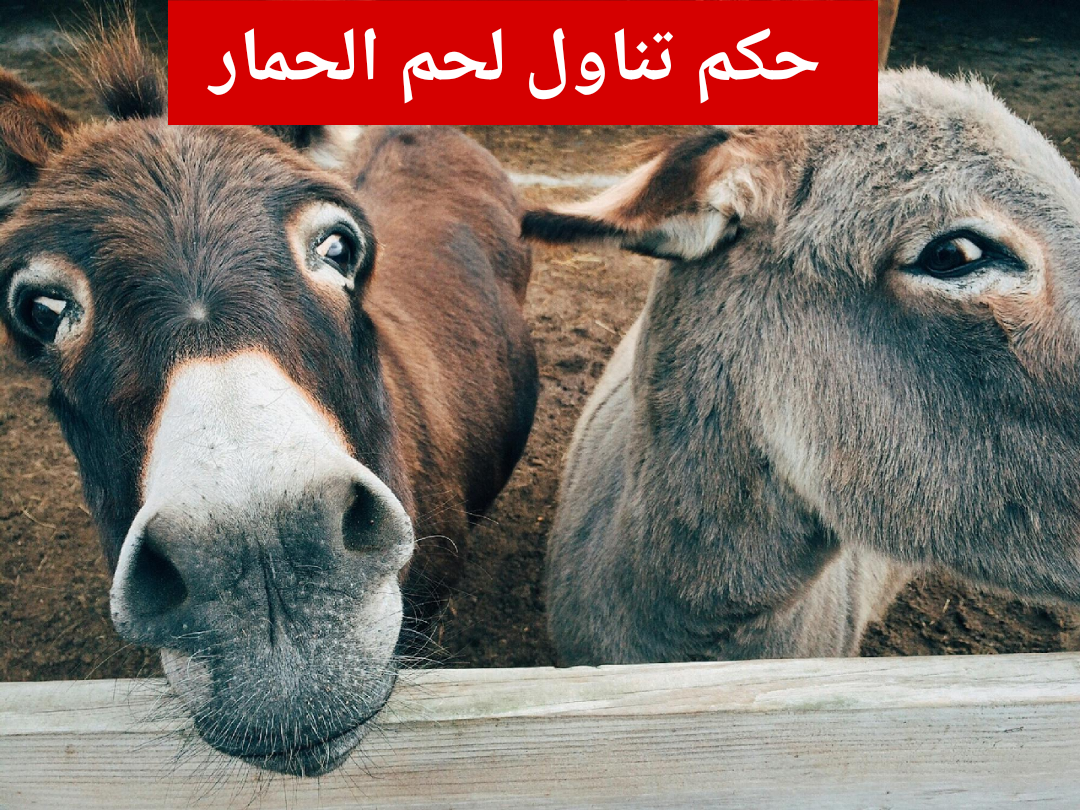 بعد انتشار شبهة اللحوم.. دار الإفتاء توضح حكم تناول لحم الحمار 5 بعد انتشار شبهة اللحوم.. دار الإفتاء توضح حكم تناول لحم الحمار