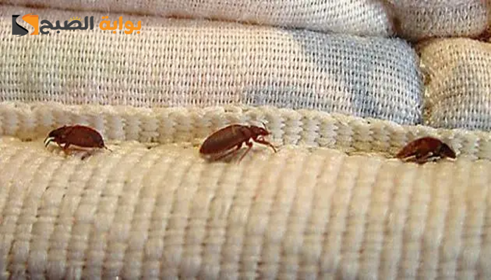 ما سبب وجود السوس في غرفة النوم؟ وطرق القضاء عليه 7 ما سبب وجود السوس في غرفة النوم؟ وطرق القضاء عليه