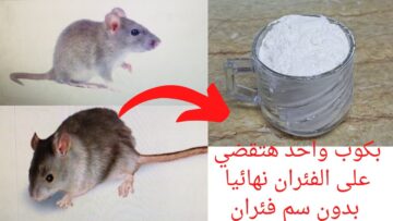 بدون أي مبيدات.. طريقة القضاء على الفئران نهائيا بدون لمس أو الاقتراب هيختفوا فوراً من بيتك