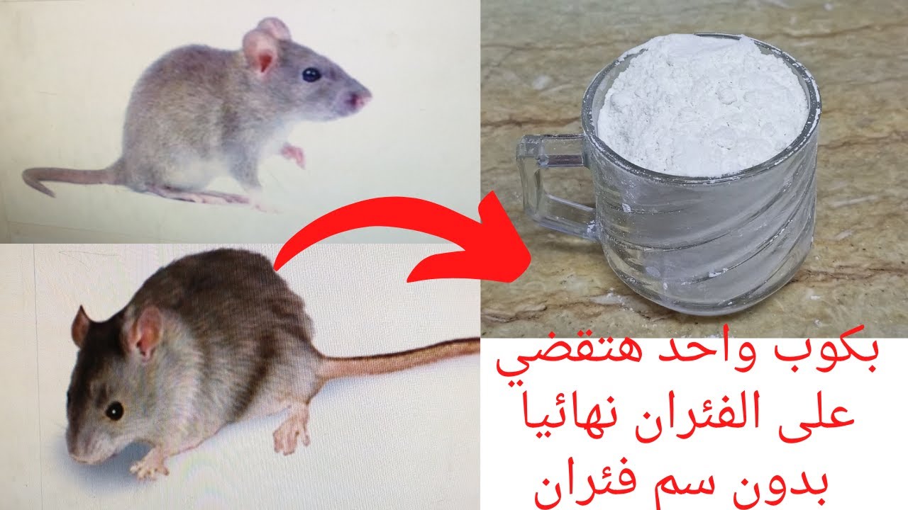 بدون أي مبيدات.. طريقة القضاء على الفئران نهائيا بدون لمس أو الاقتراب هيختفوا فوراً من بيتك 5 بدون أي مبيدات.. طريقة القضاء على الفئران نهائيا بدون لمس أو الاقتراب هيختفوا فوراً من بيتك