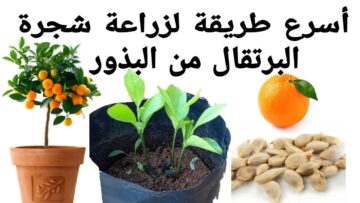 أسهل طريقة زراعة البرتقال في البيت من البذور بكل احترافية وبأقل التكاليف مش هتشتري البرتقال تاني