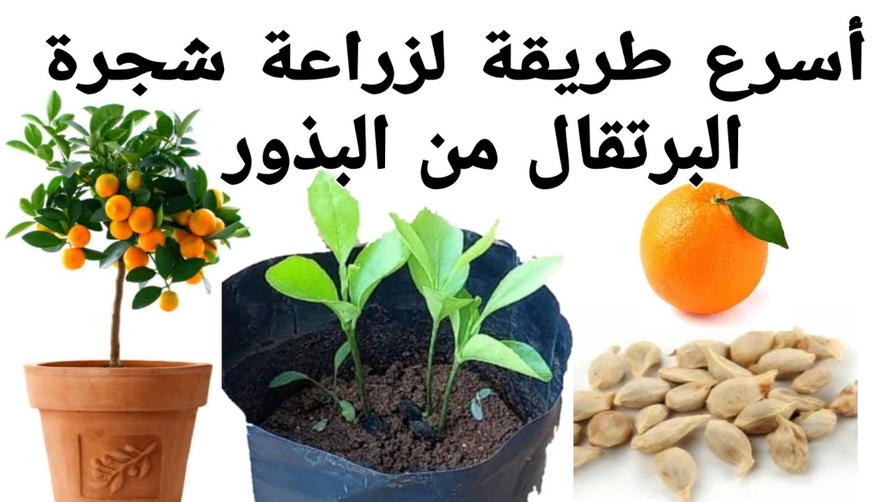 أسهل طريقة زراعة البرتقال في البيت من البذور بكل احترافية وبأقل التكاليف مش هتشتري البرتقال تاني