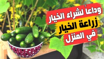 أسرار زراعة الخيار في البيت من ثمرة خيار في الثلاجه بأقل التكاليف