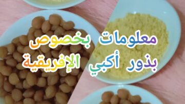 معلومات مدهشة عن بذور الاكبي للوجه فوائد عظيمة لتلك البذور الصغيرة