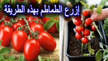 وداعاً لغلاء الأسعار زراعة الطماطم في المنزل بخطوات بسيطة بدون مجهود