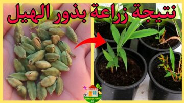 وداعاً لغلاء الأسعار.. طريقة سحرية لزراعة الهيل والحبهان من البذور في المنزل باحترافية في 3 دقائق