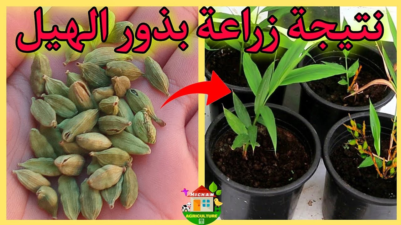 وداعاً لغلاء الأسعار.. طريقة سحرية لزراعة الهيل والحبهان من البذور في المنزل باحترافية في 3 دقائق