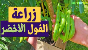 ازرعي ووفري.. طريقة عبقرية لزراعة الفول الأخضر في البيت من ثمرة فول في الثلاجة بكل احترافية