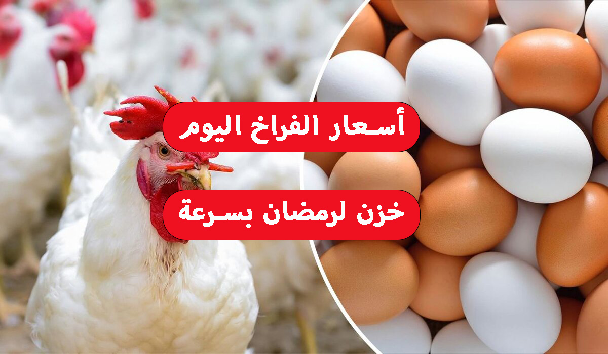 خزن بسرعة.. تراجع أسعار الدواجن اليوم وسعر كرتونة البيض في السوق 2024