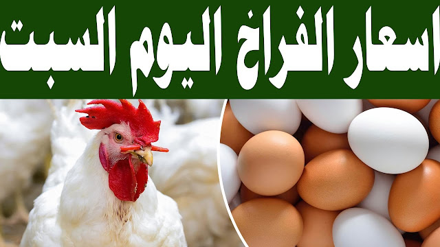 الفراخ رايحة على فين .. ارتفاع أسعار بورصة الدواجن اليوم السبت 6/1/2024 والفراخ البيضاء تسجل رقم كارثي 5 الفراخ رايحة على فين .. ارتفاع أسعار بورصة الدواجن اليوم السبت 6/1/2024 والفراخ البيضاء تسجل رقم كارثي