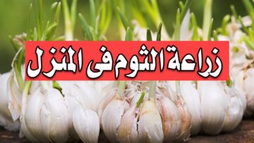 ” علشان تلاقيه في ثلاجة بيتك طول السنة” .. طريقة زراعة الثوم في المنزل بكميات كبيرة من فص ثوم واحد